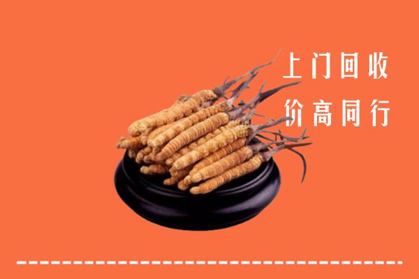 白碱滩区回收散虫草