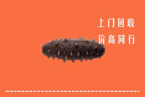 白碱滩区回收海参
