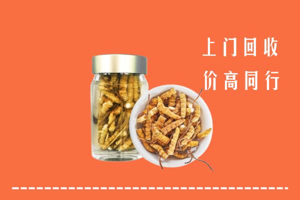 白碱滩区回收冬虫夏草